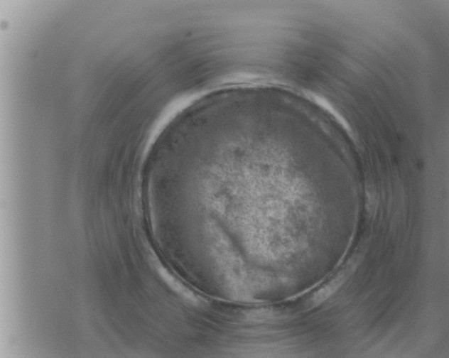 X0000074341421200609082046