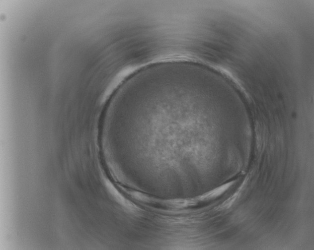 X0000074341422200609082046