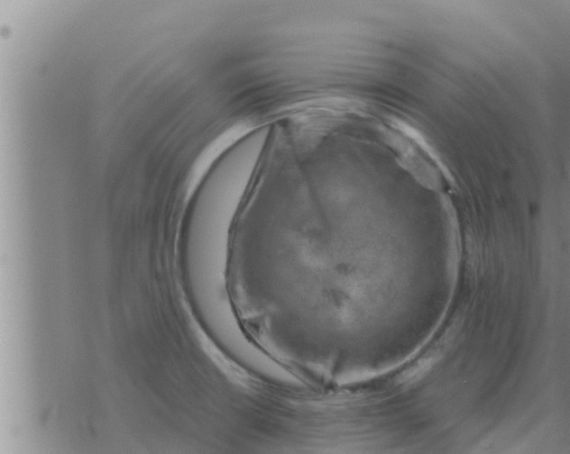 X0000074341426200609082046