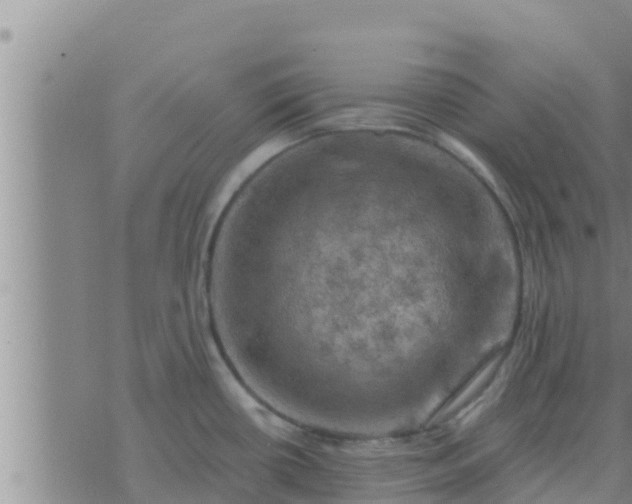 X0000074341434200609082046