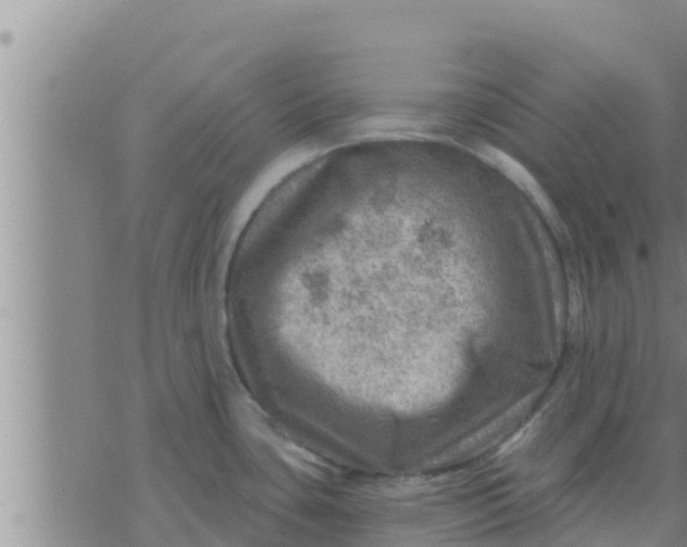 X0000074341435200609082046