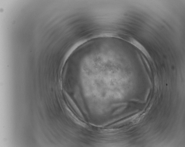 X0000074341436200609082046