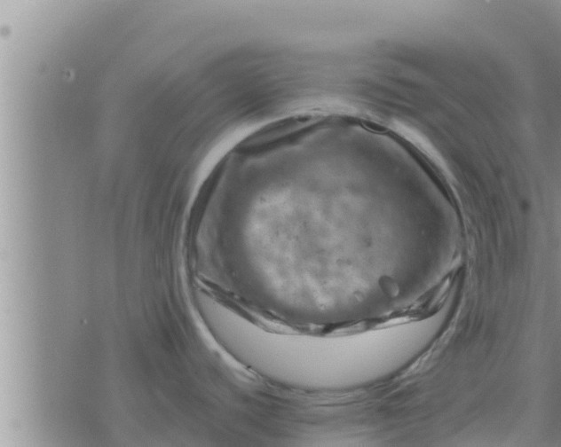 X0000074341440200609082046