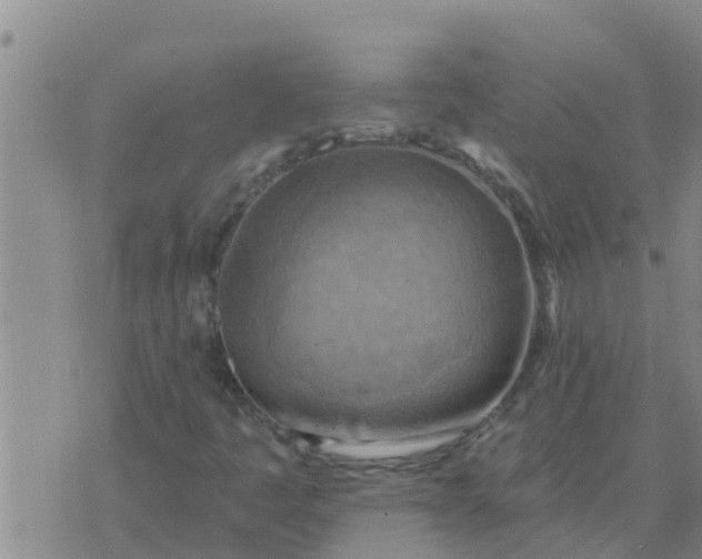 X0000074341445200609082045