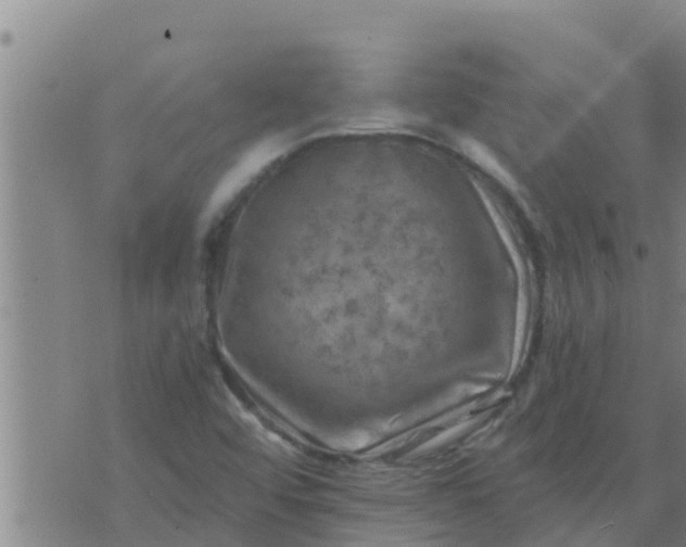 X0000074341456200609082045