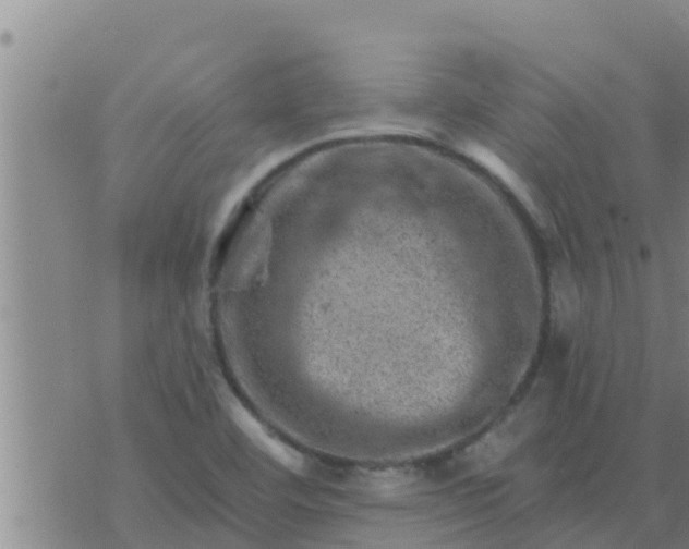 X0000074341460200609082045