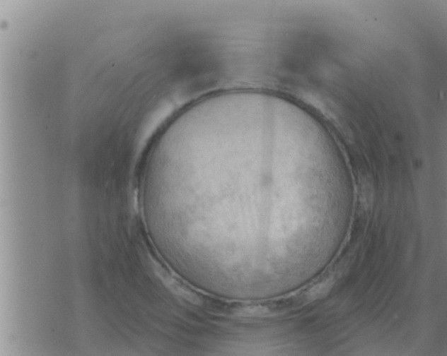 X0000074341462200609082045