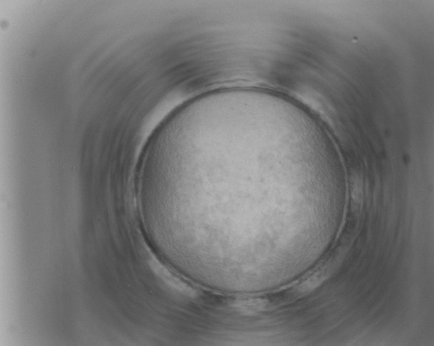 X0000074341466200609082045