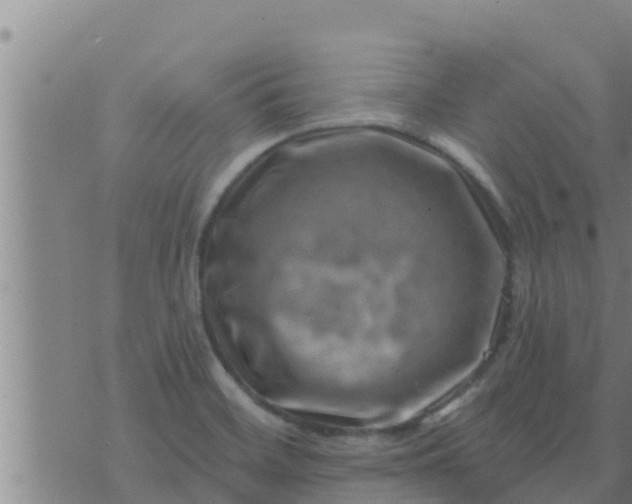 X0000074341468200609082045