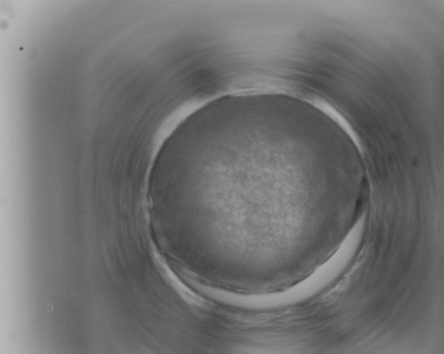 X0000074341485200609082045