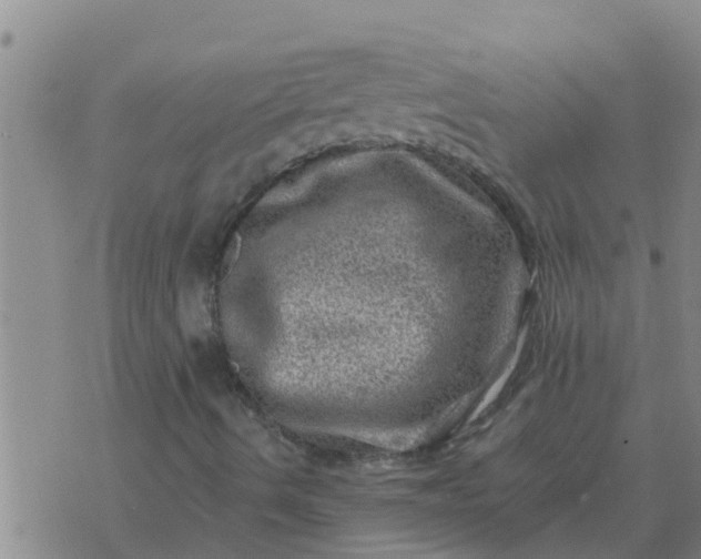 X0000074341490200609082044