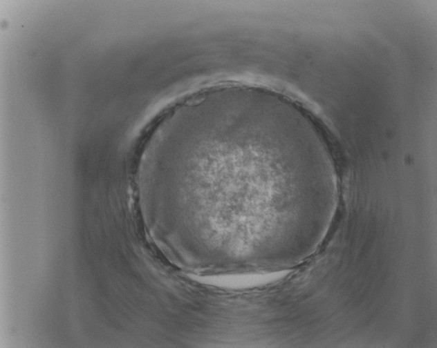 X0000074341496200609082044