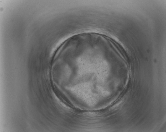 X0000074341500200609082044