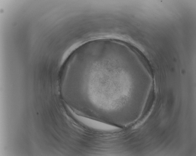 X0000074341501200609082044