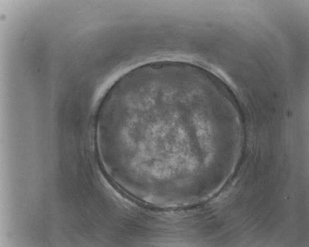 X0000074341504200609082044