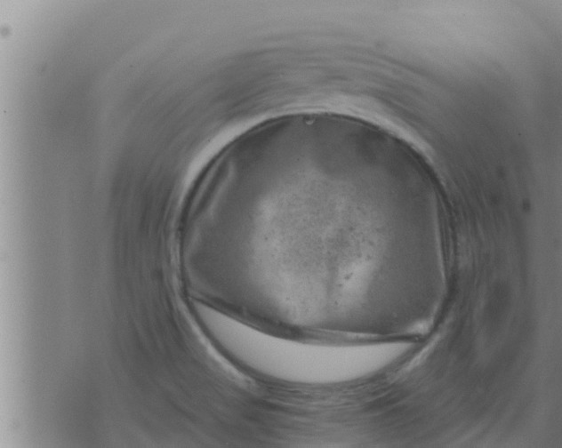 X0000074341517200609082044