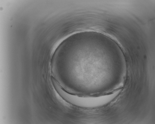 X0000074341524200609082044