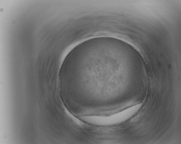 X0000074341527200609082044