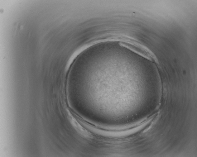 X0000074341530200609082044