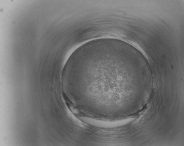 X0000074341532200609082044