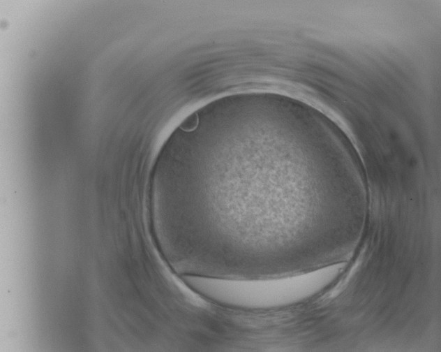 X0000074341533200609082044