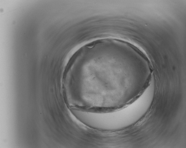 X0000074341535200609082044