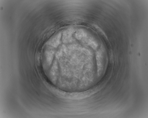 X0000074340026200609152133