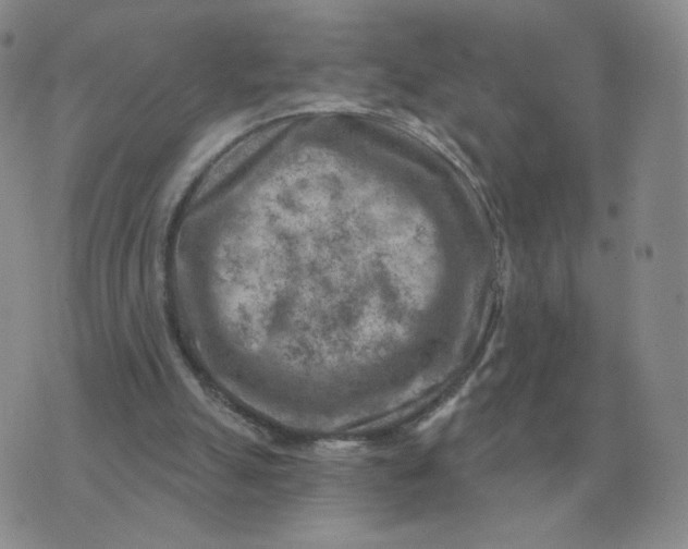 X0000074340055200609152132