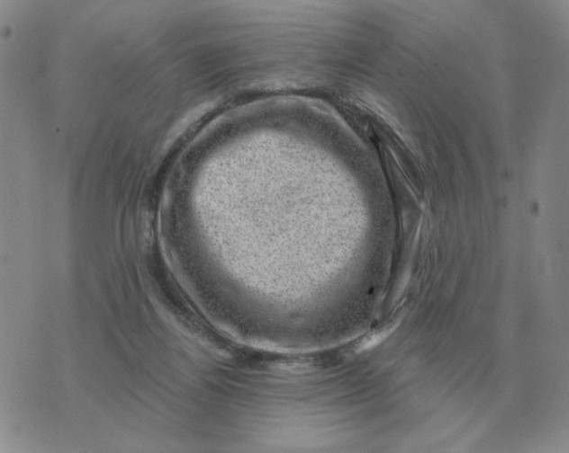 X0000074340164200609152131