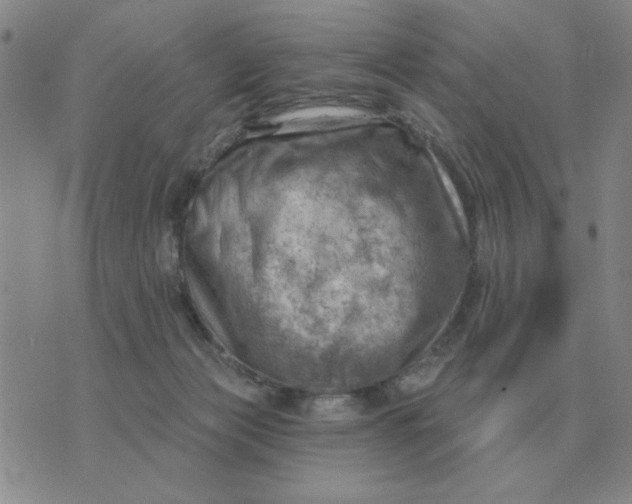 X0000074340173200609152131