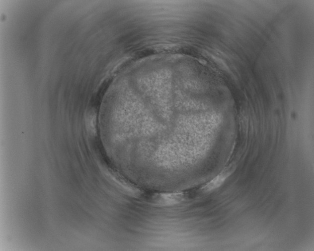 X0000074340188200609152131