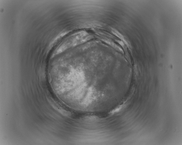 X0000074340203200609152130