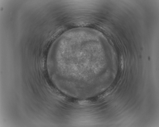 X0000074340268200609152129