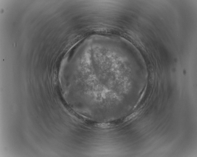 X0000074340273200609152129