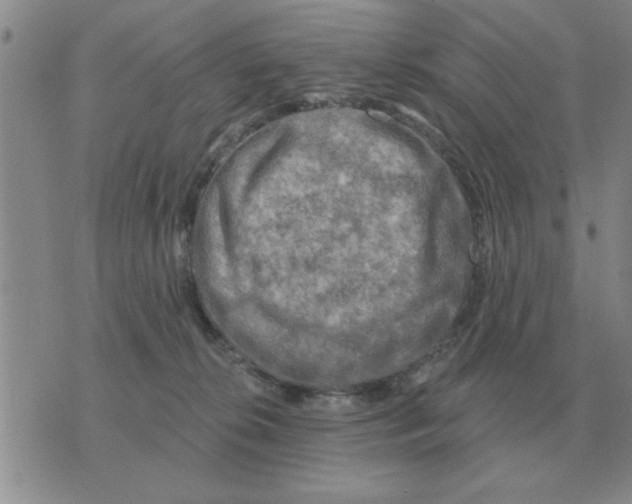 X0000074340276200609152129