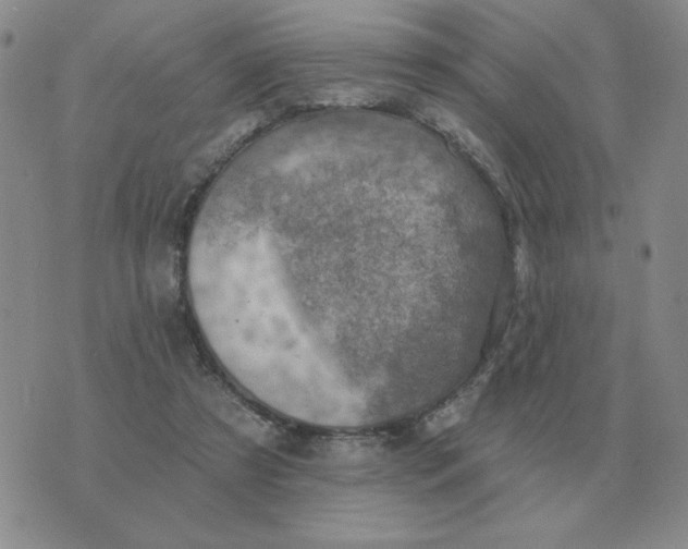 X0000074340305200609152129