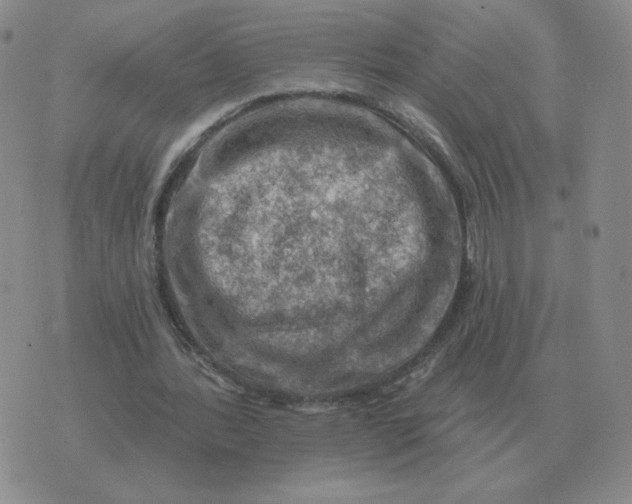 X0000074340388200609152127