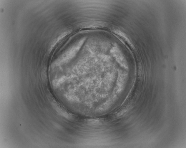 X0000074340394200609152127