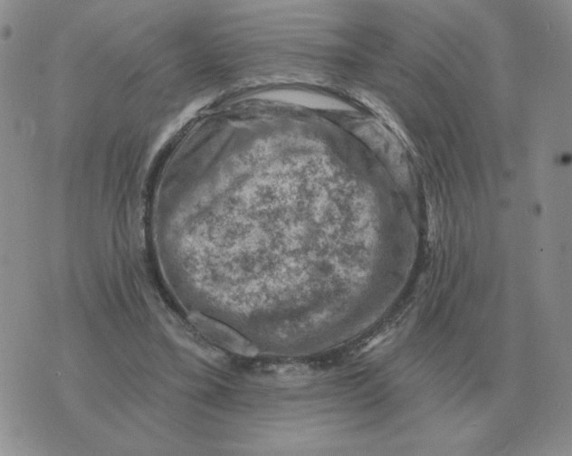 X0000074340395200609152127