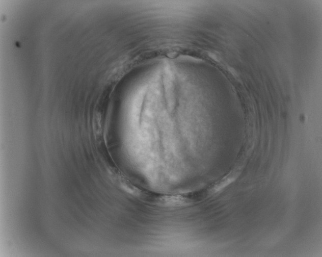 X0000074340528200609152125