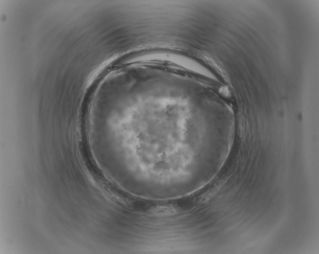 X0000074340536200609152124