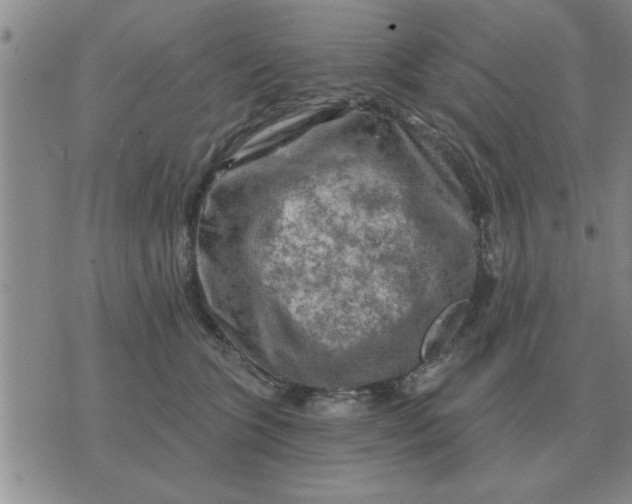 X0000074340563200609152125