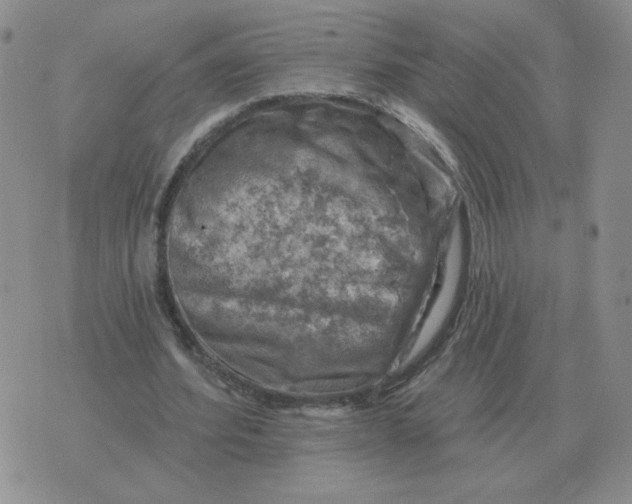 X0000074340580200609152124