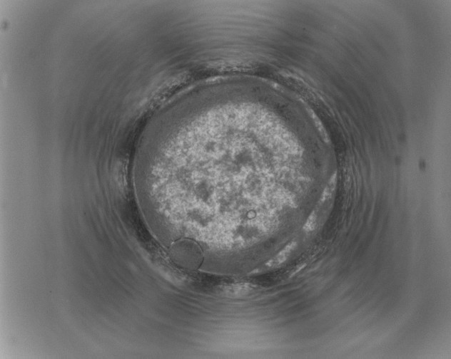 X0000074340695200609152122