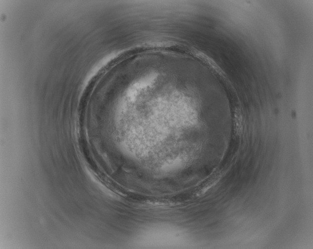 X0000074340726200609152121