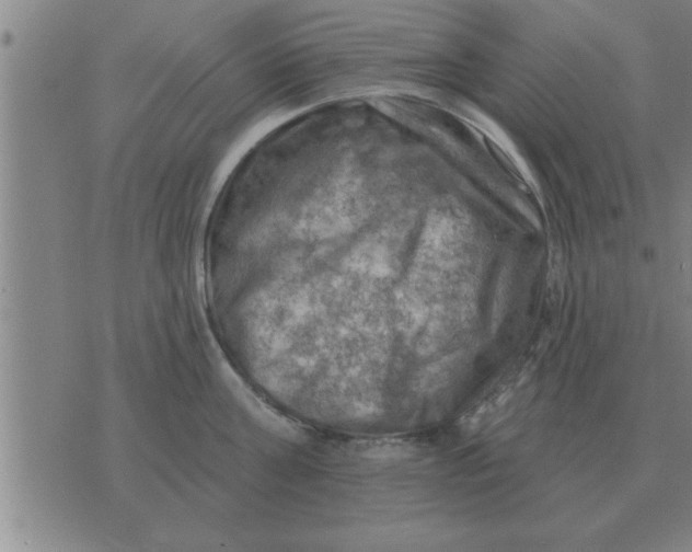 X0000074340811200609152120