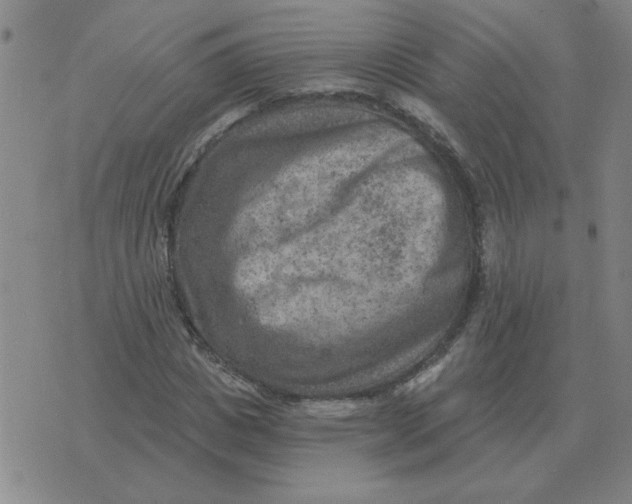 X0000074340825200609152120