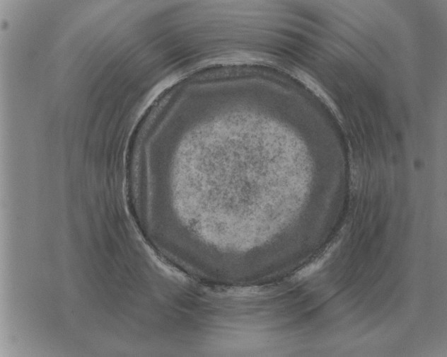 X0000074340845200609152120