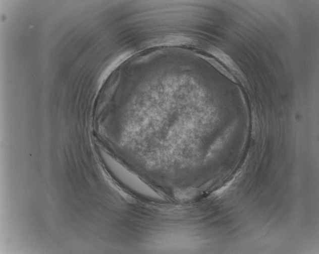 X0000074340850200609152120