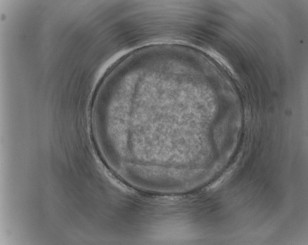 X0000074340854200609152120